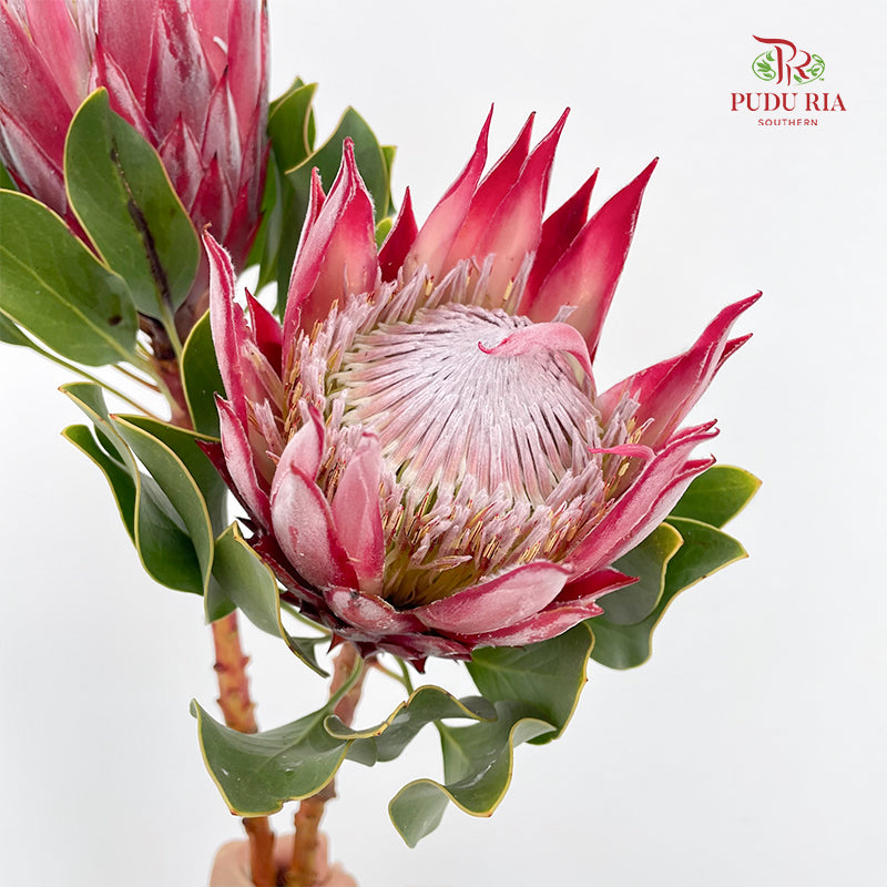 Protea Full Moon Red 满月帝王花 - (2 Stems)