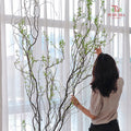 Salix 龙柳 - (Per Bundle)