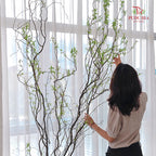 Salix 龙柳 - (Per Bundle)