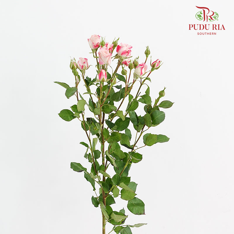 Rose Spray Refringence - (8-10 Stems)
