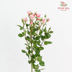 Rose Spray Refringence - (8-10 Stems)