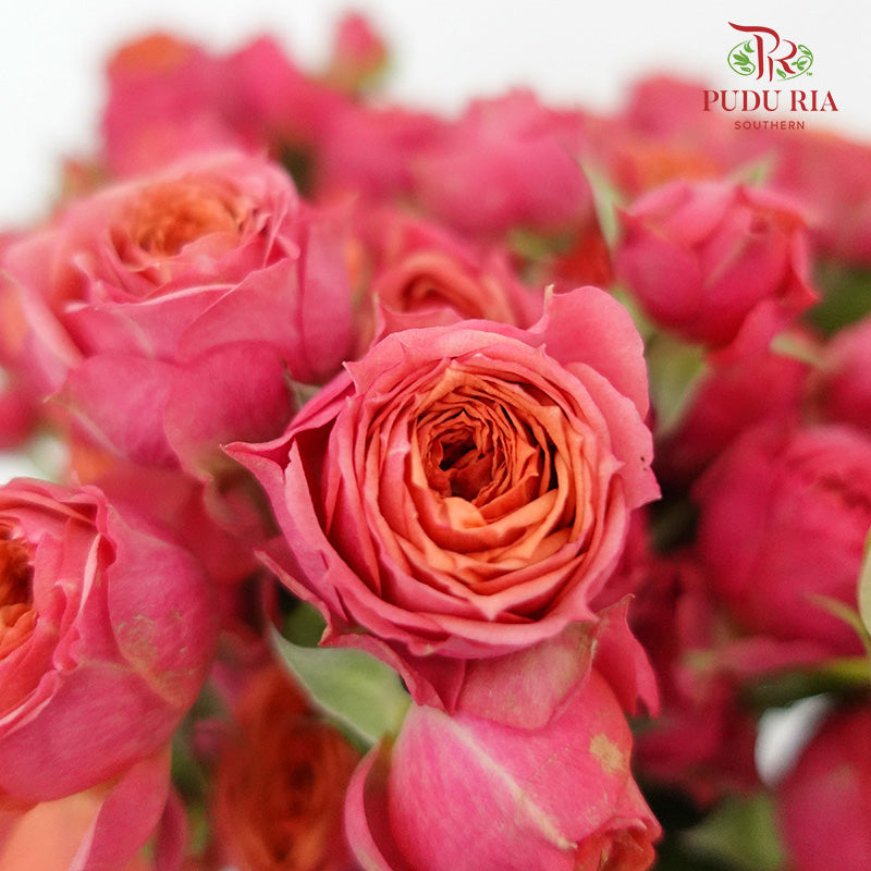 Rose Spray Pink/Orange (8-10 Stems) - Pudu Ria Florist Southern