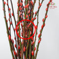 银柳分枝 Pussy Willow Spray(8ft) - Peach