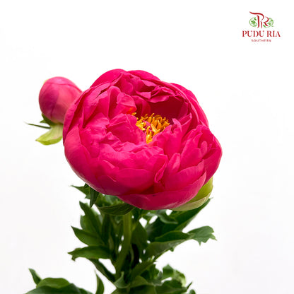 Peony Coral - (2 Stems)