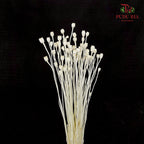 Dry Corn Poppy Fruit - White
