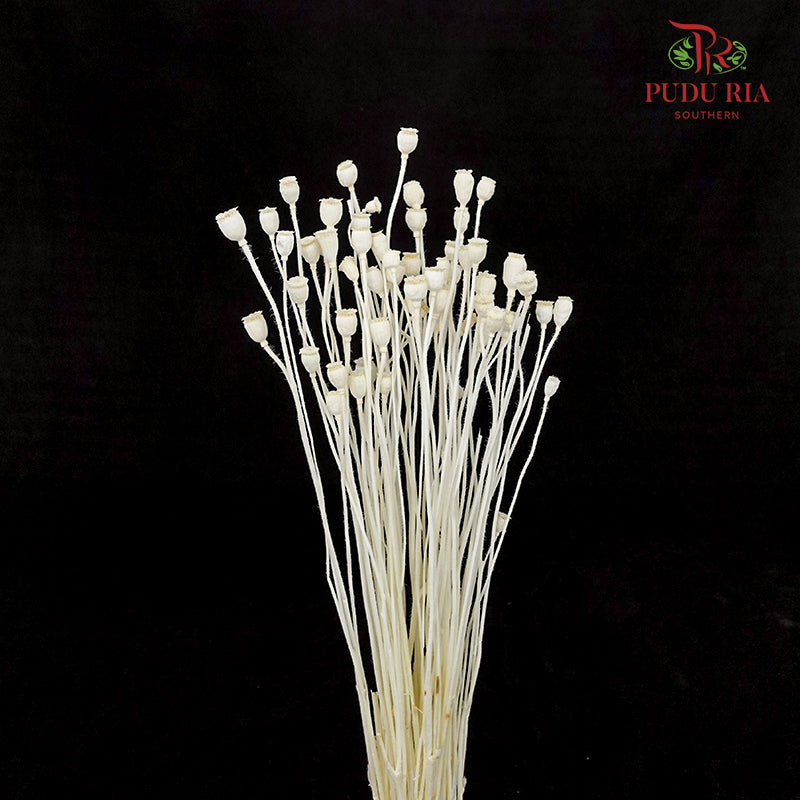 Dry Corn Poppy Fruit - White