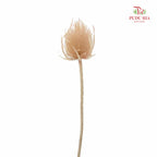 Dry Cardus - Natural