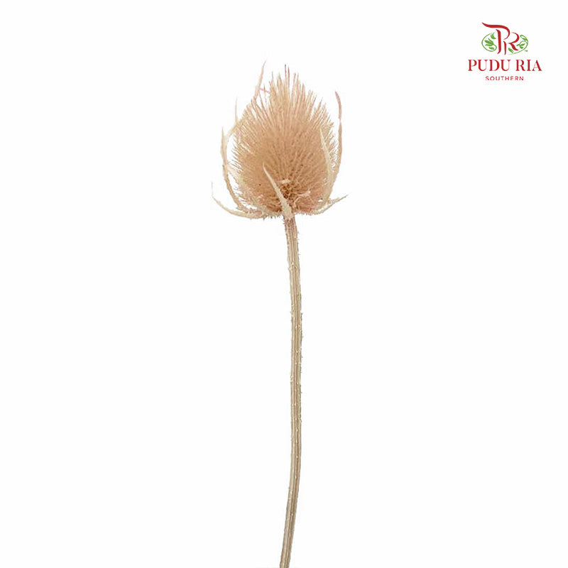 Dry Cardus - Natural