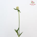 Gomphrena Strawberry Green - Pudu Ria Florist Southern
