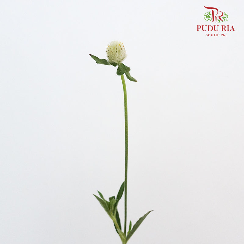 Gomphrena Strawberry Green - Pudu Ria Florist Southern