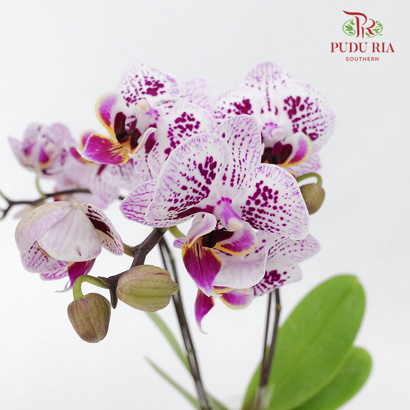 Phalaenopsis Orchid Two Tone Light Purple Without Pot / Per Stem (S) - Pudu Ria Florist Southern