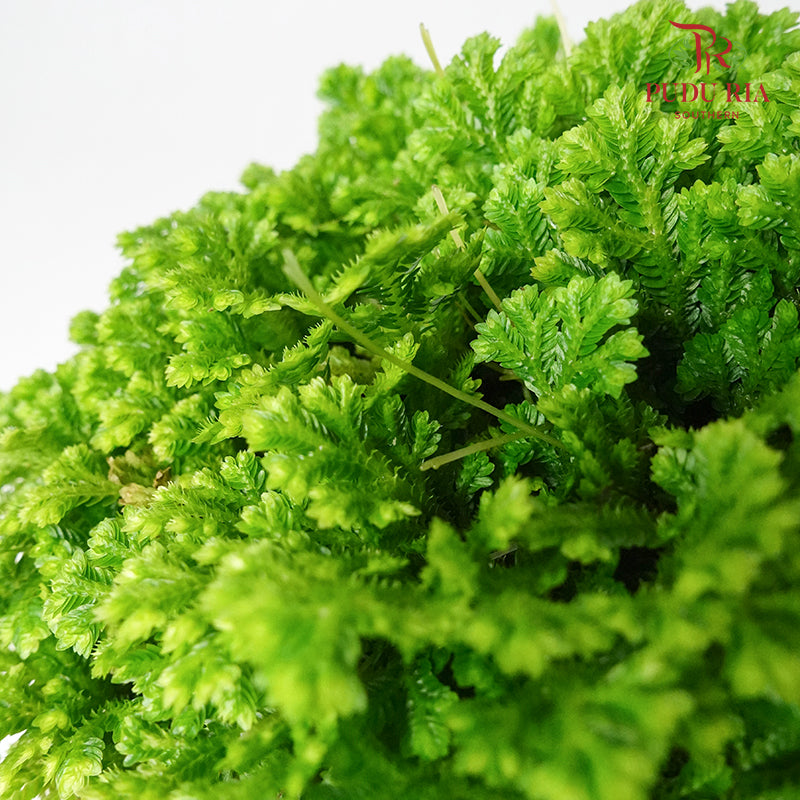 Selaginella - Pudu Ria Florist Southern