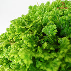 Selaginella - Pudu Ria Florist Southern