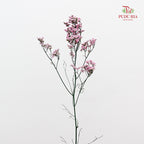 Dry Caspia - Light Pink