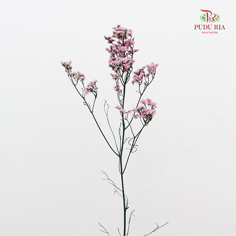 Dry Caspia - Light Pink