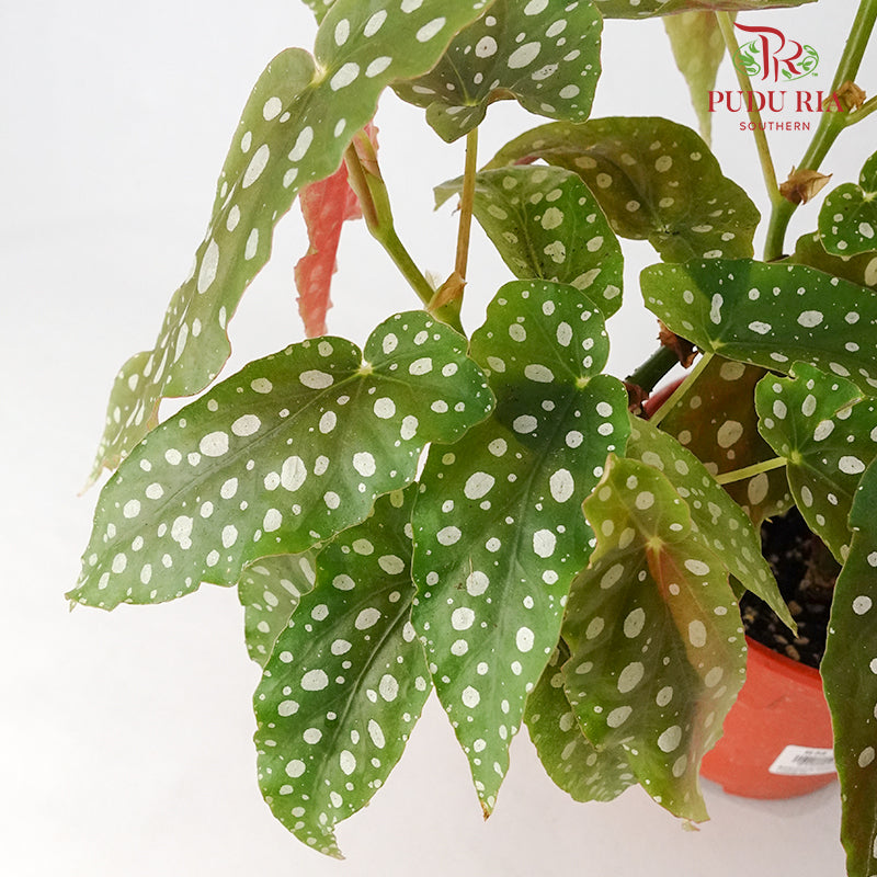 Begonia - Maculata - Pudu Ria Florist Southern