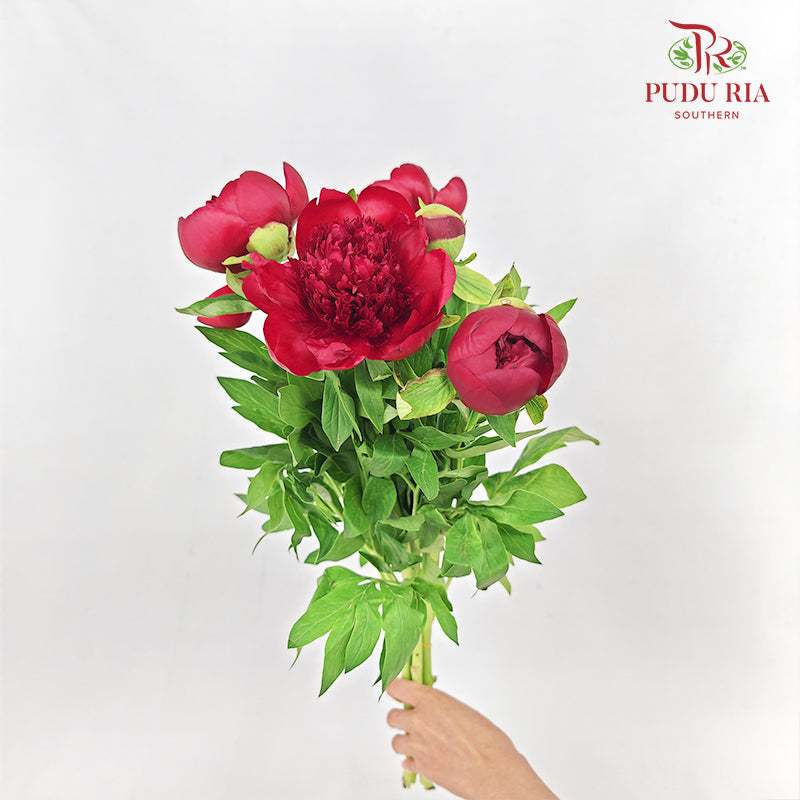 Peony Charm - (5 Stems)