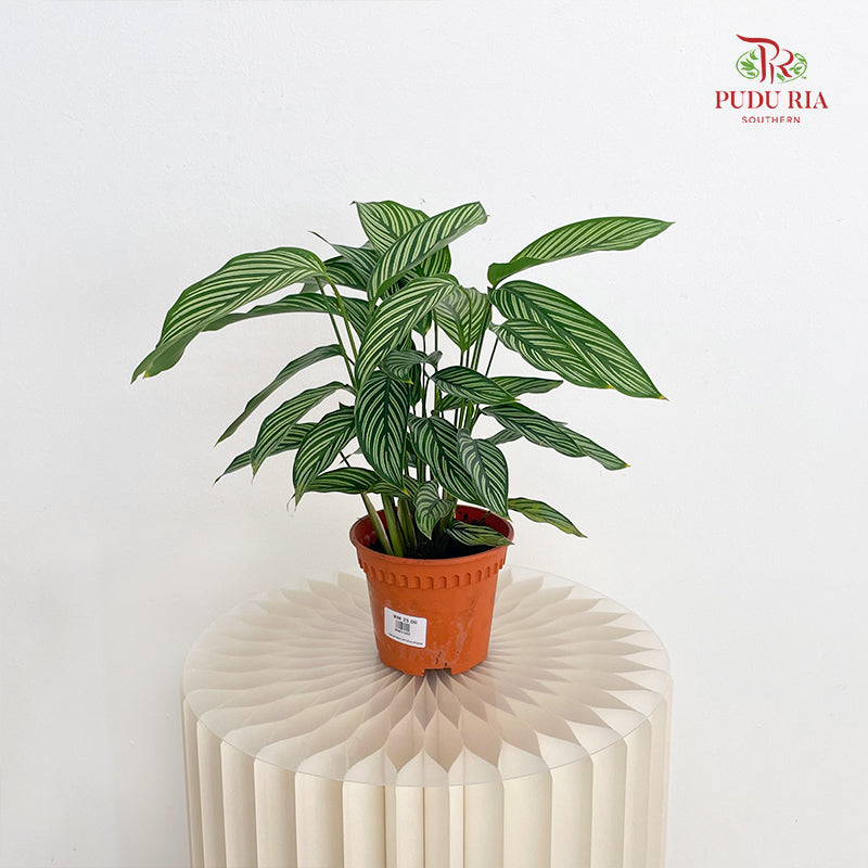 Calathea Vittata