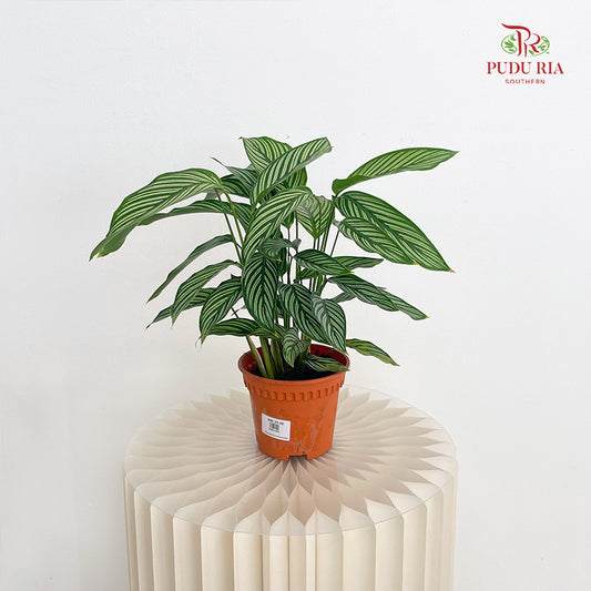 Calathea Vittata