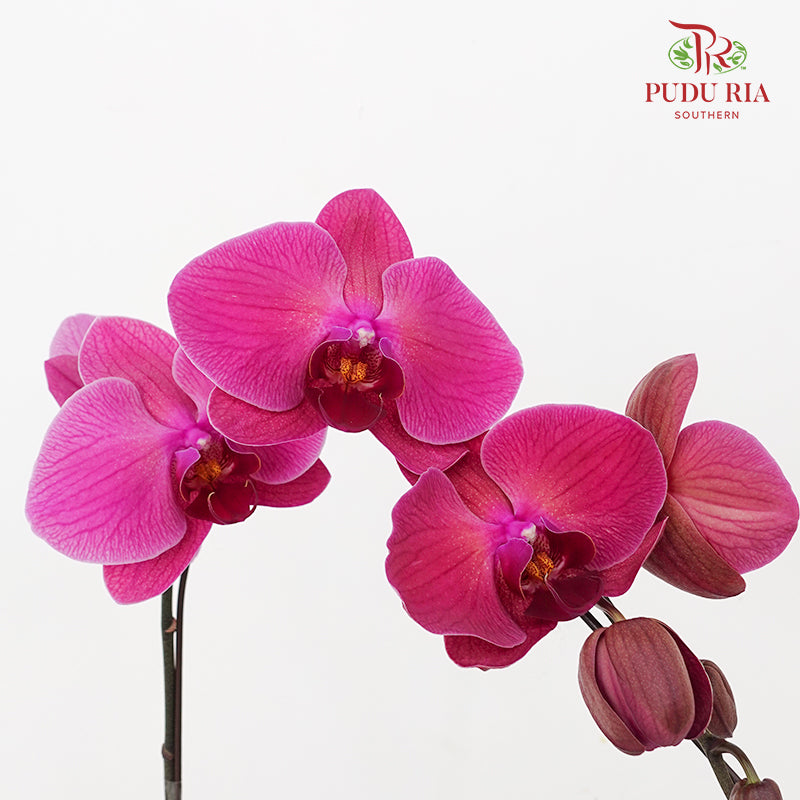 Phalaenopsis Orchid Red Purple Big Single Stem