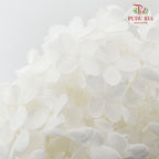 Preservative Hydrangea - White ( Long Shape ) / Per Stem - Pudu Ria Florist Southern