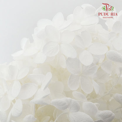 Preservative Hydrangea - White ( Long Shape ) / Per Stem - Pudu Ria Florist Southern