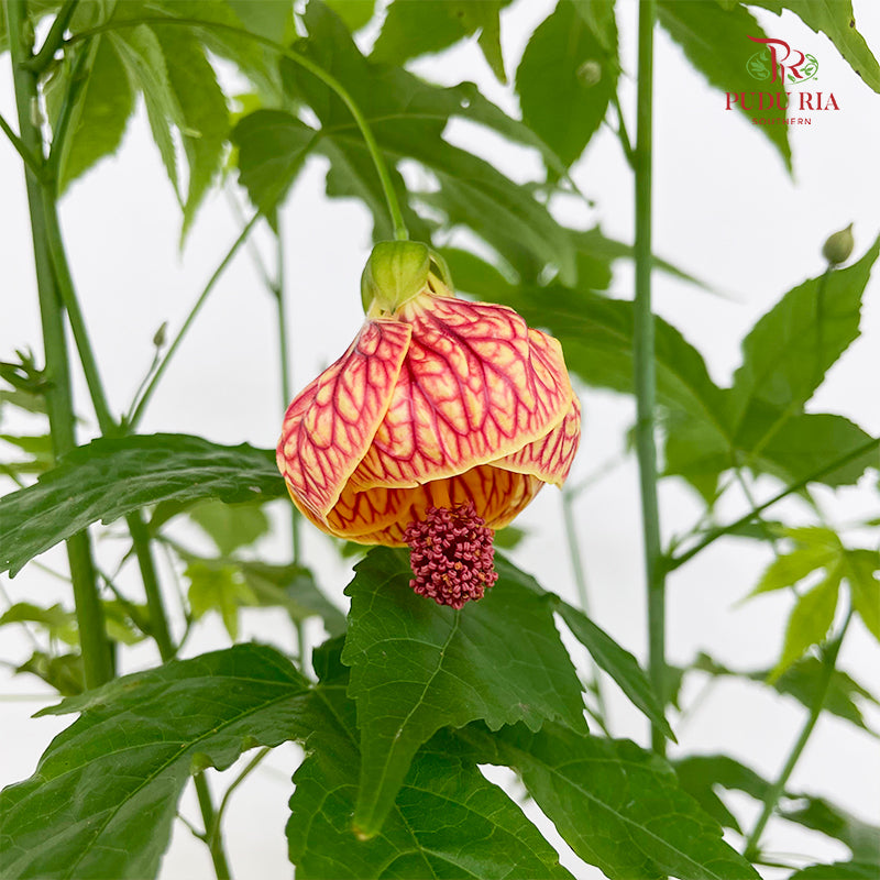 Abutilon