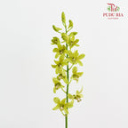 Dendrobium Orchid Green (M) - (5 Stems)