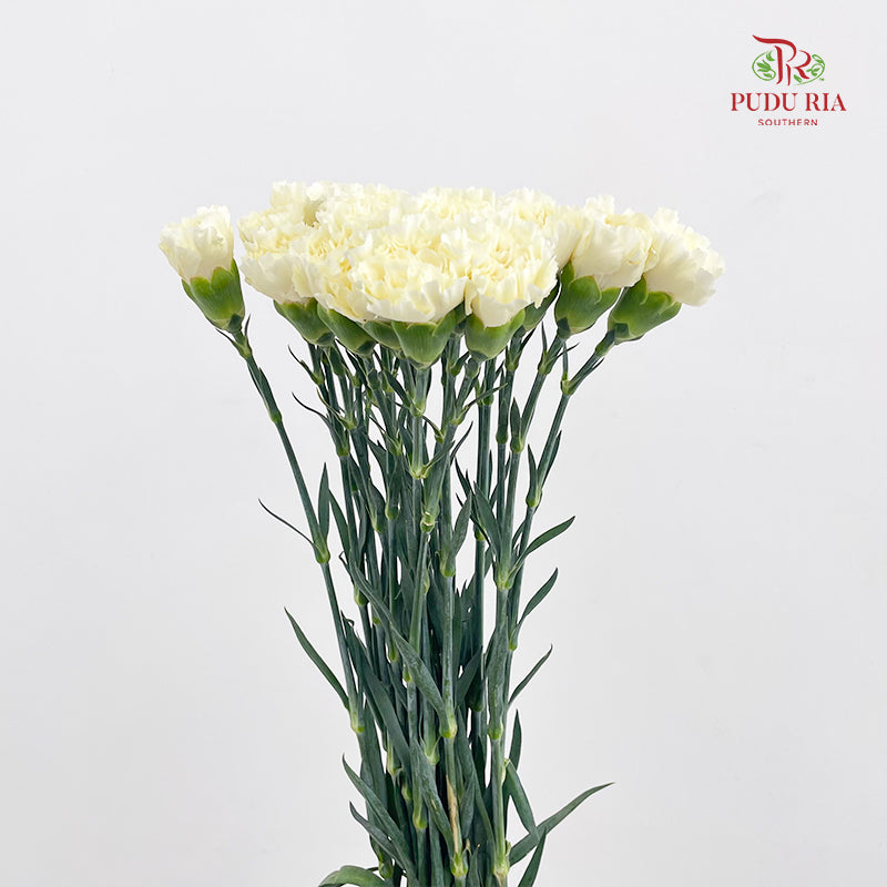 Carnation St Cream B - (18-20 Stems)