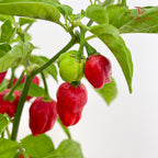 Chilli Devil
