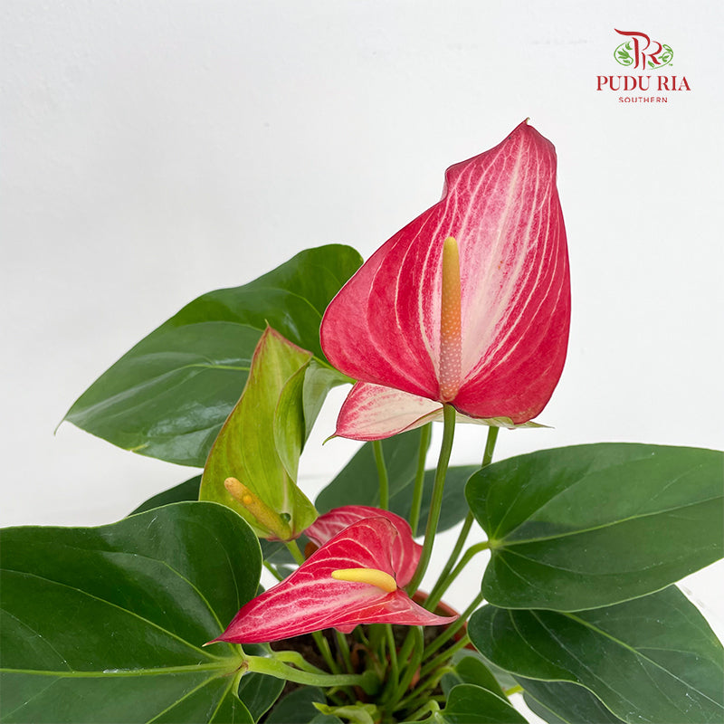 Anthurium Mix - Red / Pink
