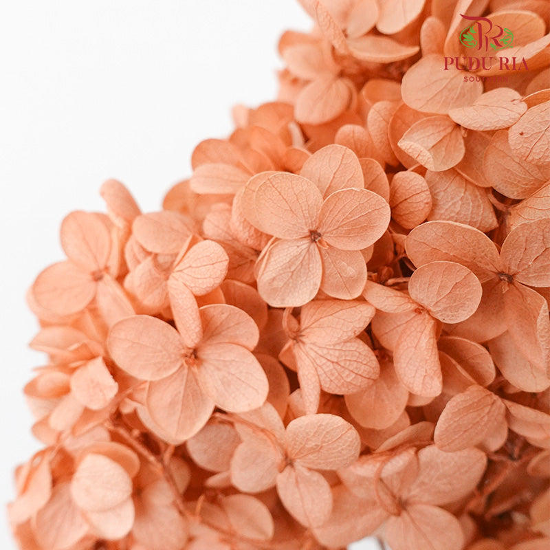 Preservative Hydrangea - Peach ( Long Shape )/ Per Stem - Pudu Ria Florist Southern