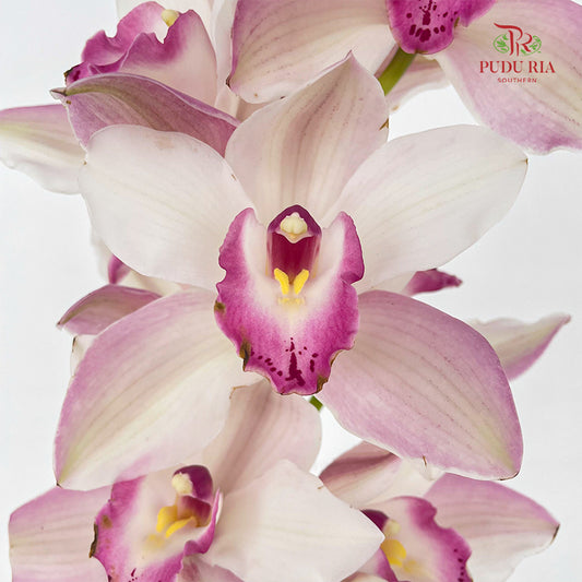Cymbidium Orchids AAA White/Pink - (Per Stem)
