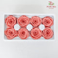 8 Bloom Preservative Rose - Salmon