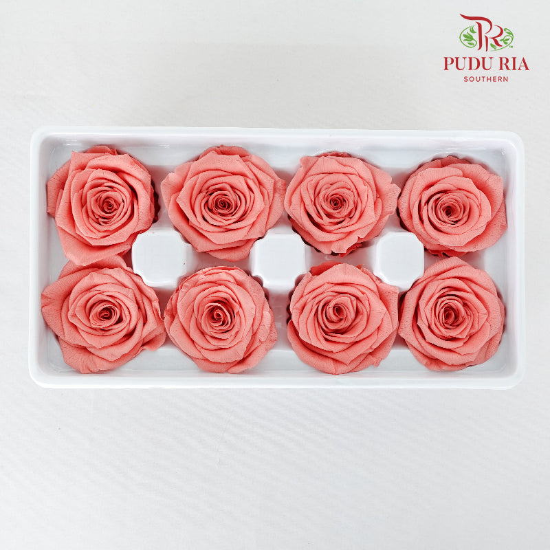 8 Bloom Preservative Rose - Salmon