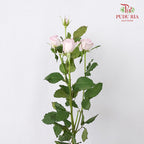 Rose Spray Ocean Song (8-10 Stems) - Pudu Ria Florist Southern