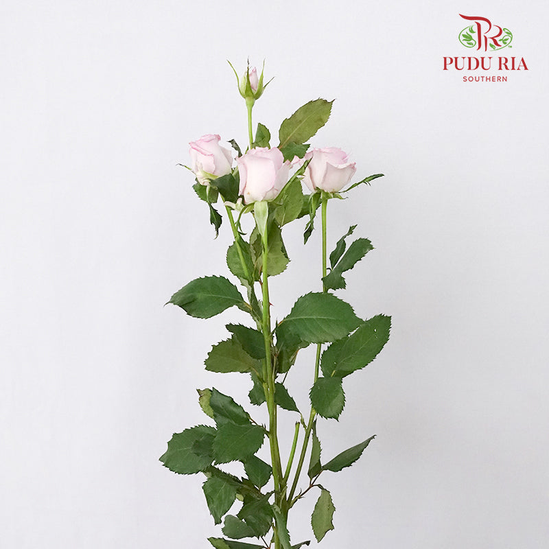 Rose Spray Ocean Song (8-10 Stems) - Pudu Ria Florist Southern