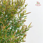 Leptospermum Melaleuca