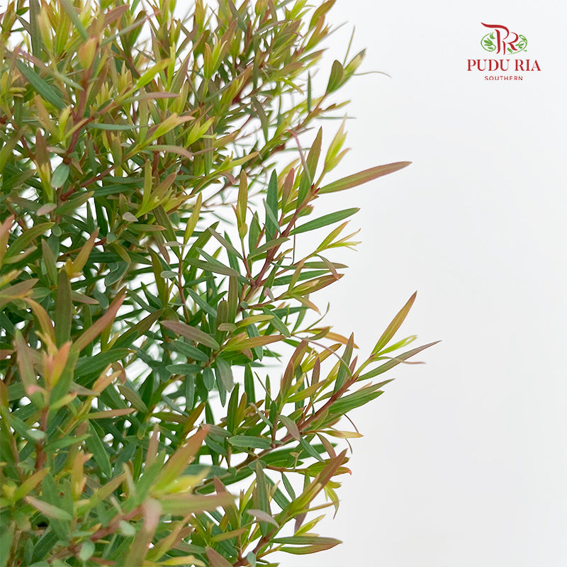 Leptospermum Melaleuca