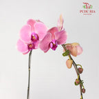 Phalaenopsis Orchid Dark Pink Without Pot / Per Stem (L) - Pudu Ria Florist Southern