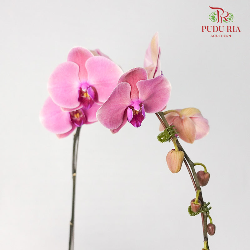 Phalaenopsis Orchid Dark Pink Without Pot / Per Stem (L) - Pudu Ria Florist Southern