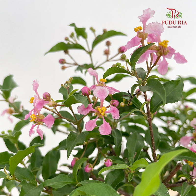 Cherry Lollipop (Malpighia Glabra) P150