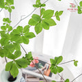 Enkianthus Perulatus 日本吊钟 - (Per Stem)