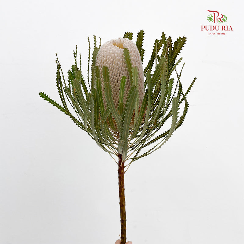 Banksia White 佛塔树 - (2 Stems)