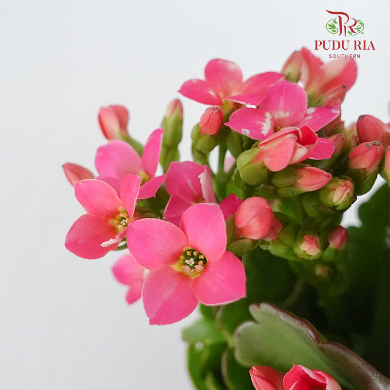 Kalanchoe 万紫千红 (S)