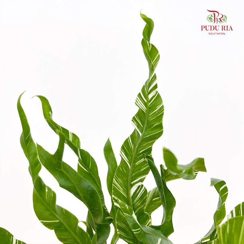 Asplenium Fuzzy Variegated P80 花叶鸟巢蕨