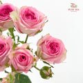 Rose Spray Tralala - (8-10 Stems)