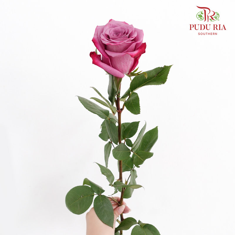 Rose Violet Hill - (15 Stems)