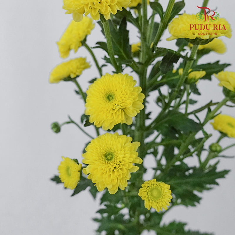 Chrysanthemum Calimero Pompom Yellow (10-12 Stems) - Pudu Ria Florist Southern