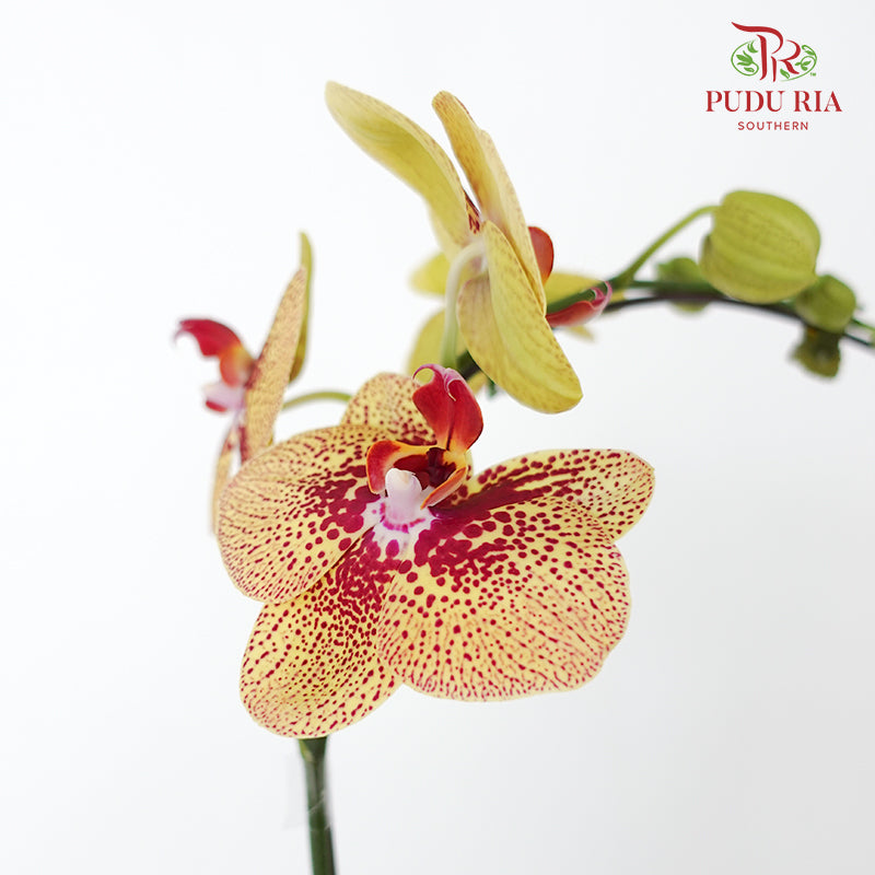Phalaenopsis Orchid Yellow With Red Spots Without Pot / Per Stem (L) - Pudu Ria Florist Southern